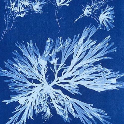 Workshop met museumbezoek: Blauwdruk, schilderen met licht en planten - Cyanonype van Anna Atkins 19e eeuw