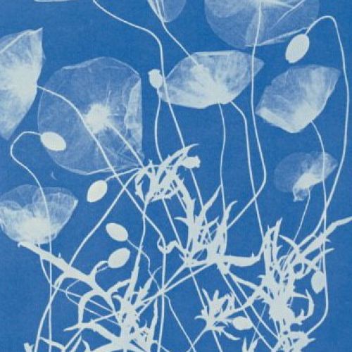Workshop with museum visit: Blueprint, painting with light and plants - Cyanonype van Anna Atkins 19e eeuw
